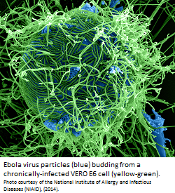 Ebola Virus Disease (EVD)