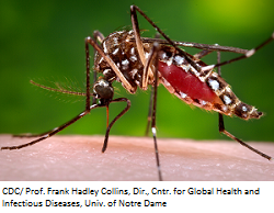 Aedes-aegypti.png mosquito