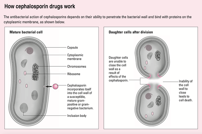 Cephalosporins_Mechanism.png