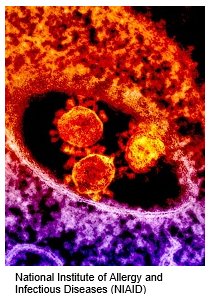 mers-3-(1).PNG