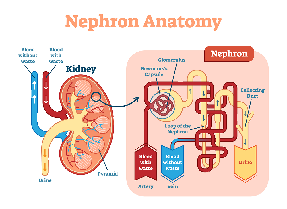 Nephron-Anatomy-(2).png