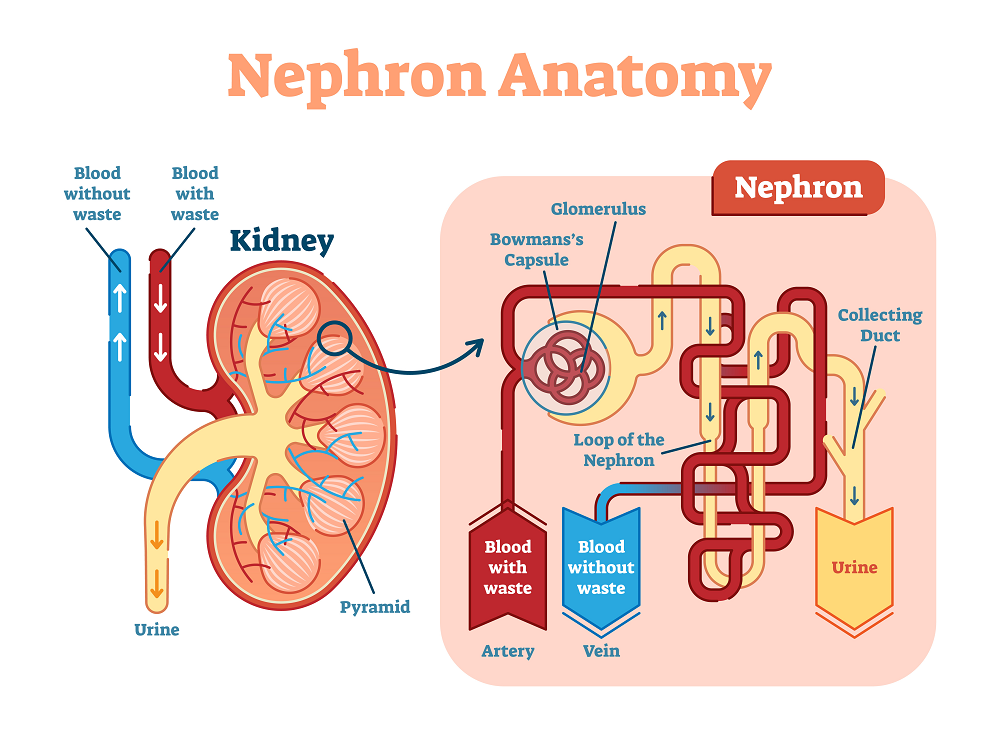 glomerular-filtration-rate-imedscholar