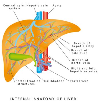 Liver-Anatomy-crop.jpeg Liver-Anatomy-crop.jpeg