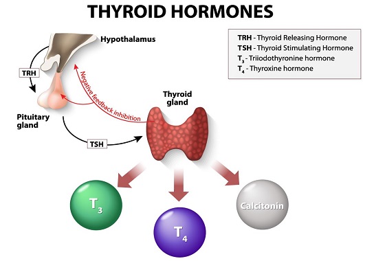 Thyroid Test Range Chart India