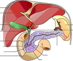 The Hepatobiliary Sy... - Click to enlarge in new window