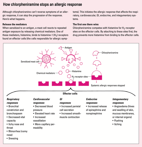 How chlorpheniramine stops an allergic response