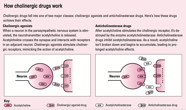 Cholinergic_How-Do-They-Work.png