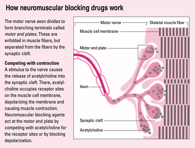 Neuromuscular-Blockers-How-They-Work.png
